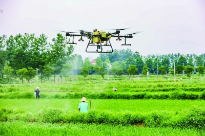 上个月，六合区骏圣生态农业有限公司工作人员操作无人机给水稻施肥。 南京日报/紫金山新闻记者 董家训 摄