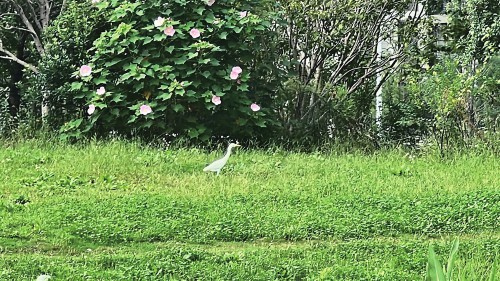 　　平门塘河边，两岸绿地上时有“环保鸟”白鹭栖息。　　通讯员　　王潇依摄