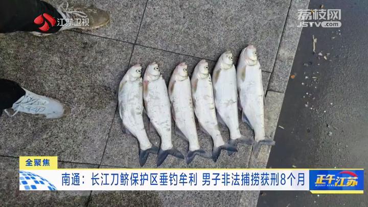 全聚焦｜南通：长江刀鲚保护区垂钓牟利 男子非法捕捞获刑8个月_我苏网