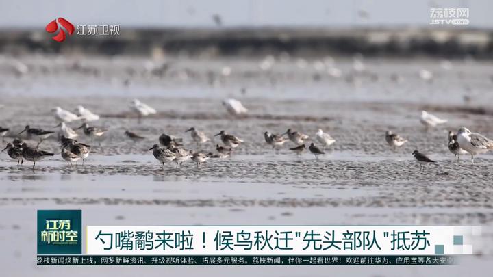 勺嘴鹬来啦!候鸟秋迁“先头部队”抵苏_我苏网