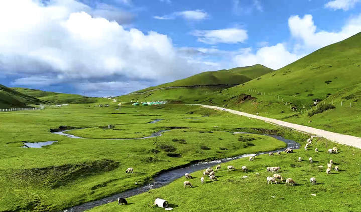 【3】蓝天白云下，大海草山野花绽放、绿草茵茵、牛羊成群。刘光信摄.jpg?x-oss-process=style/w10