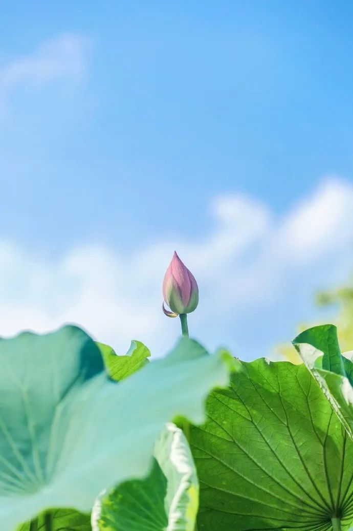 6e54080cly1hfs9nmed6xj22cg3iw7wl.jpg 图片