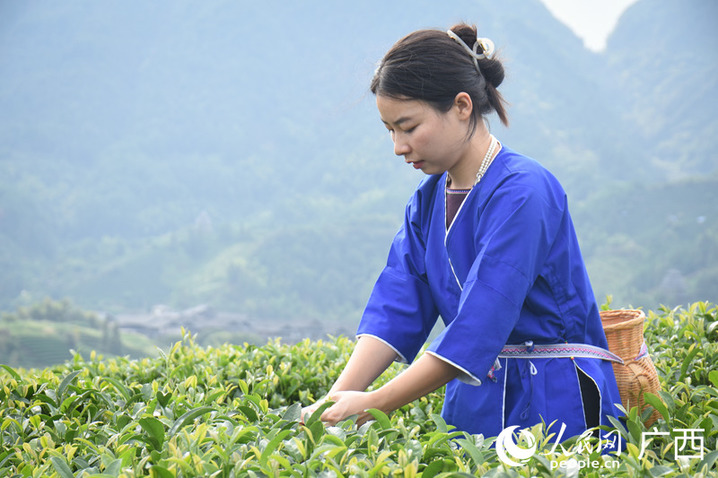 当地侗族姑娘采茶。人民网 王功孝摄