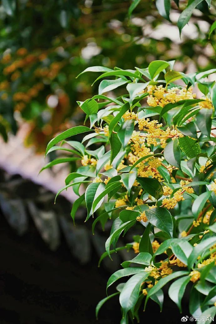 e11e91c1ly1hhm07vs2duj20zi1h81kx.jpg 图片