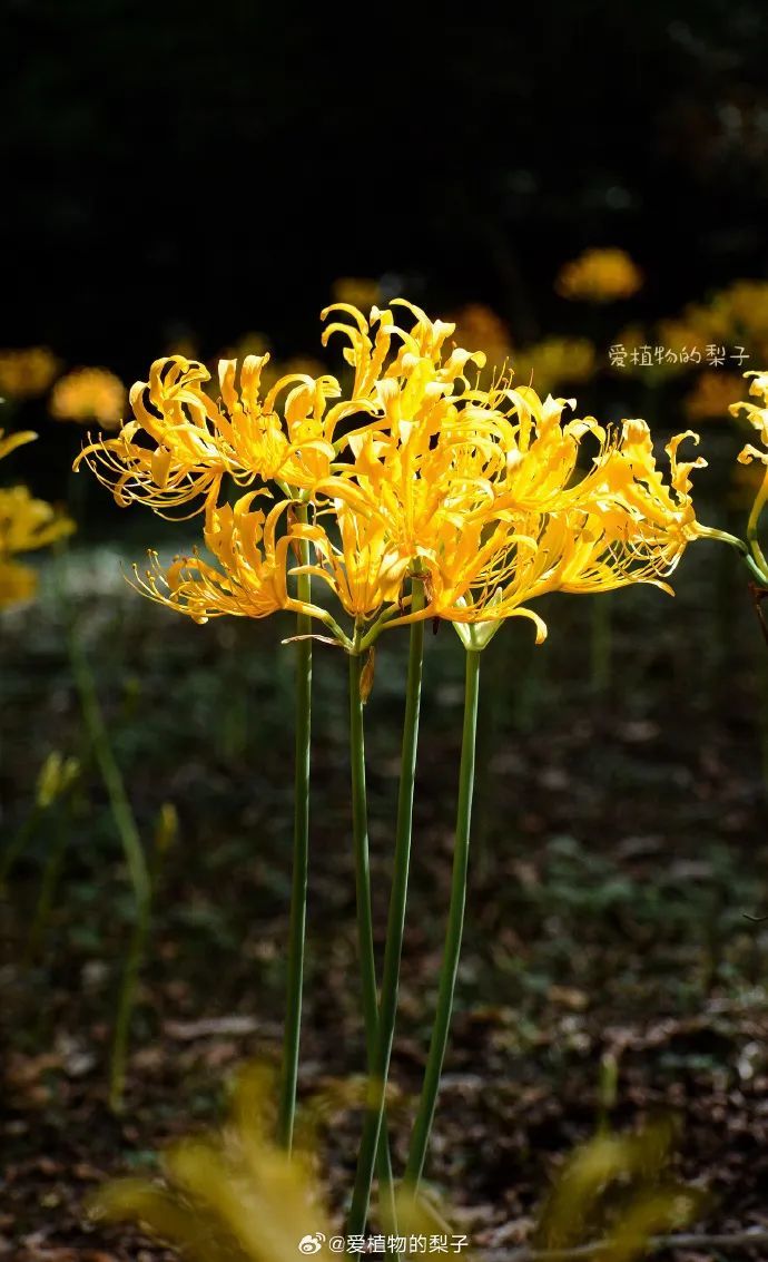 69d5c3eagy1hgy9zl35tjj215f1w0hdt.jpg 图片