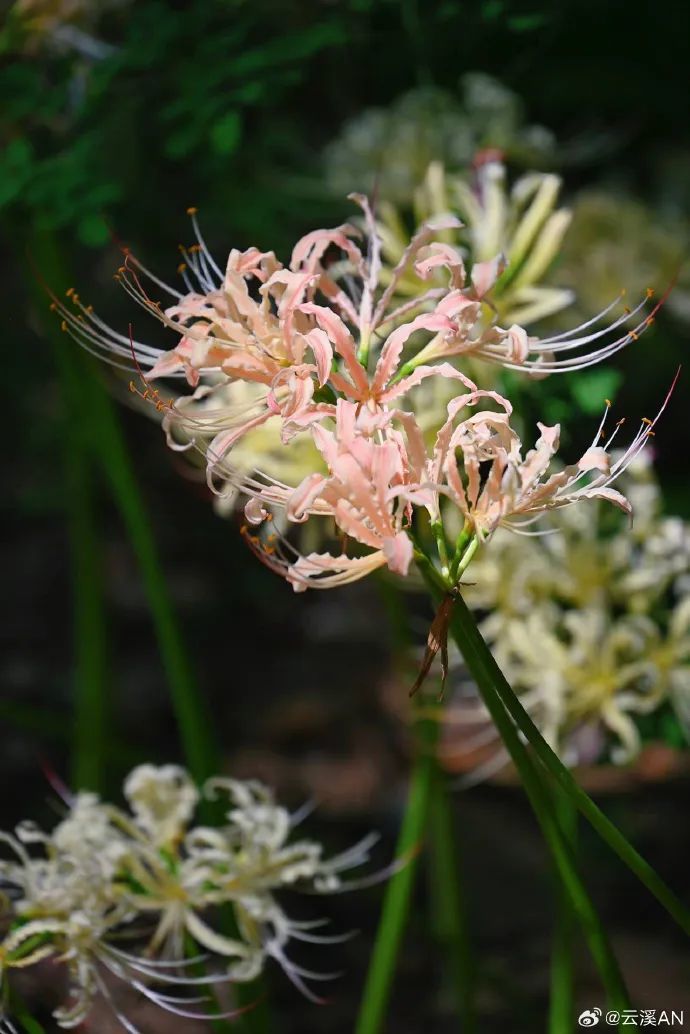 e11e91c1ly1hhijjm62pvj20zi1h8du3.jpg 图片