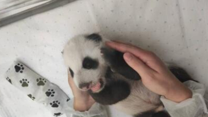 俄罗斯莫斯科动物园：熊猫幼崽健康状况良好 有可能在5天后睁眼