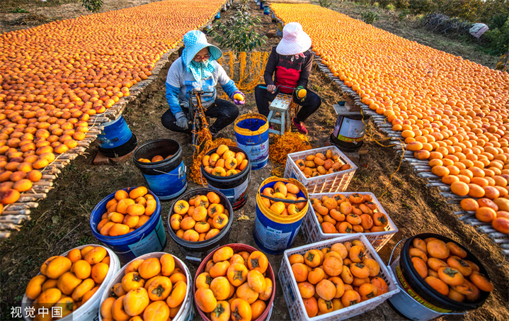 由霜降到立冬，往往是我国北方一年当中，气温下降最快的时段；也是一年当中昼夜温差最大的时节。无论是叶片还是果实，都红彤彤地缀满枝头，如此秋日美景，可不要错过啦！图为2021年10月26日，山西省运城市，万荣县汉薛镇史家念村，村民在加工柿饼。视觉中国 编辑/康娜

