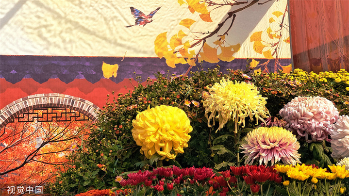 2022年10月21日，北京，天坛公园第41届菊花展正式开幕，各色菊花展出，争奇斗艳。
