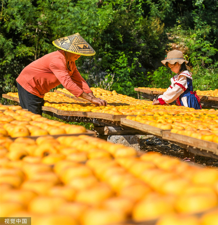2023年10月15日，广西桂林，恭城瑶族自治县嘉会镇秧家村，农民在晾晒柿饼。
