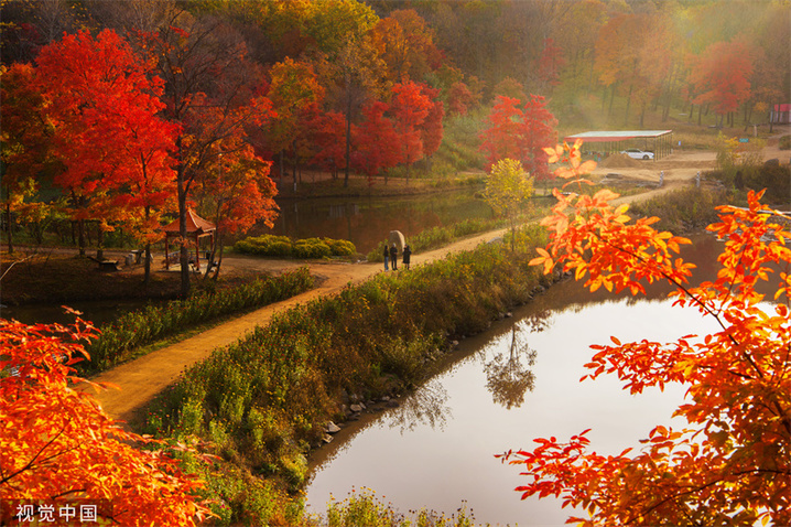 2023年10月5日，吉林舒兰，开原镇枫水人家，枫叶火红，秋意盎然。
