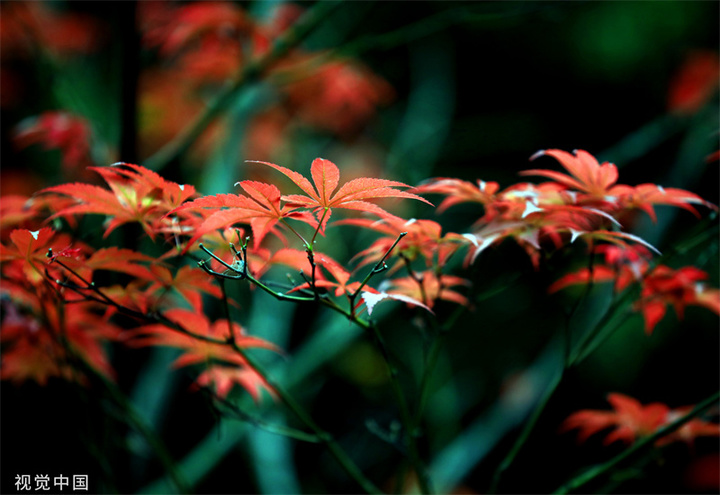 2023年10月19日，霜降节气临近，江苏省淮安市百年园林清晏园成片的枫叶缤纷绚烂、灿若云霞，在清露浸润下呈现别样风韵。
