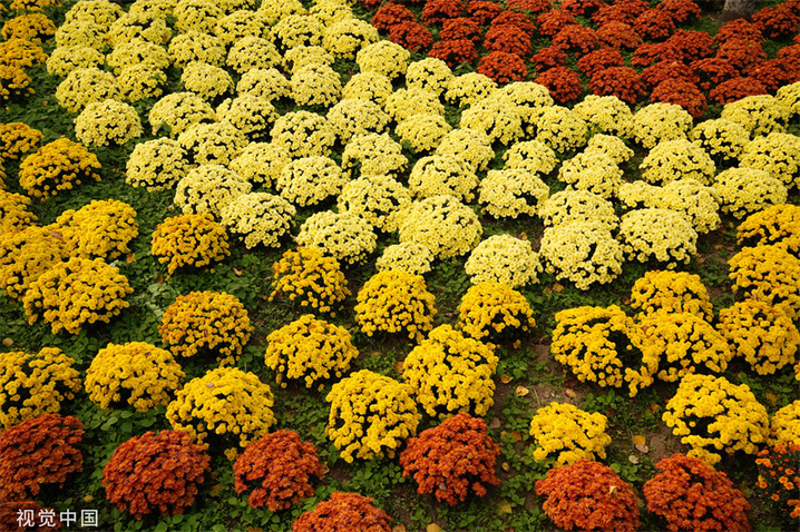 2023年10月19日，北京，国家植物园第二届菊花展，各色秋菊进入盛开期，团团簇簇，色彩鲜艳夺目，高饱和度色彩宛如油画。
