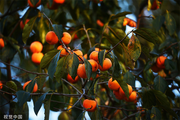 
2023年10月15日，安徽省六安市，金安区木厂镇北三十铺村红彤彤的柿子挂满枝头，香甜诱人。
