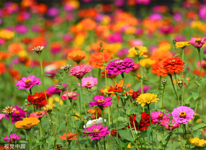 2023年10月19日，北京，圆明园各色百日菊竞相绽放，姹紫嫣红，美不胜收。
