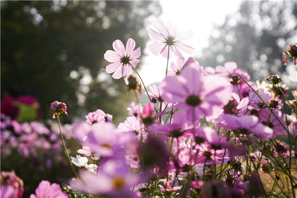 2023年10月25日，北京，位于奥林匹克森林公园（北园）的花田野区处，波斯菊成片盛开呈片片花海。据悉，波斯菊同时被人们称作“幸福花”。