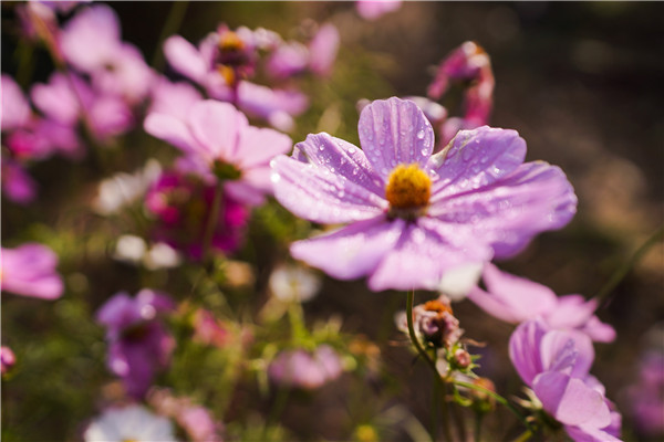 2023年10月25日，北京，位于奥林匹克森林公园（北园）的花田野区处，波斯菊成片盛开呈片片花海。据悉，波斯菊同时被人们称作“幸福花”。