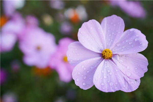 2023年10月25日，北京，位于奥林匹克森林公园（北园）的花田野区处，波斯菊成片盛开呈片片花海。据悉，波斯菊同时被人们称作“幸福花”。