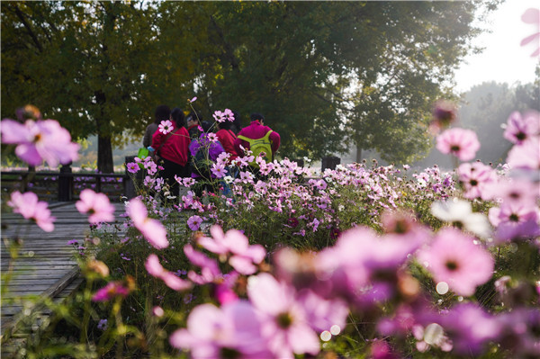 2023年10月25日，北京，位于奥林匹克森林公园（北园）的花田野区处，波斯菊成片盛开呈片片花海。据悉，波斯菊同时被人们称作“幸福花”。
