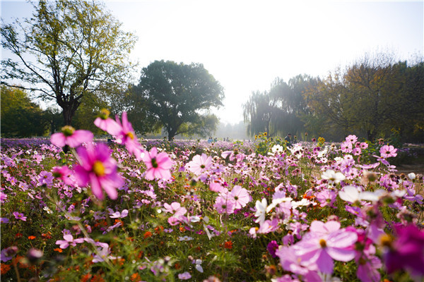 2023年10月25日，北京，位于奥林匹克森林公园（北园）的花田野区处，波斯菊成片盛开呈片片花海。据悉，波斯菊同时被人们称作“幸福花”。来源：IC photo 编辑/许婷