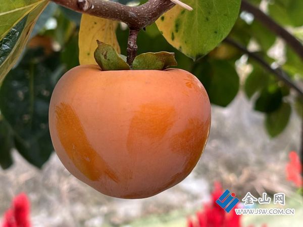 c938effb2e5d41abffc3e0b7cb550e21