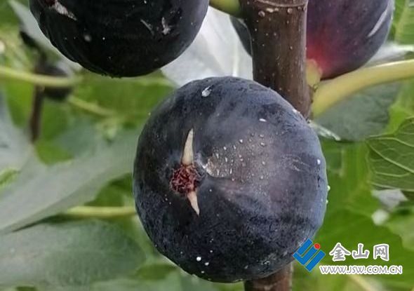 55805be9156f982c433b544f833a3f7d