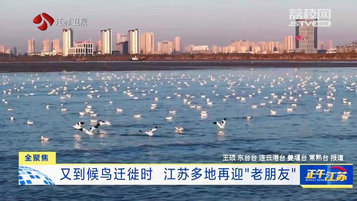 全聚焦│又到候鸟迁徙时 江苏多地再迎“老朋友”_我苏网