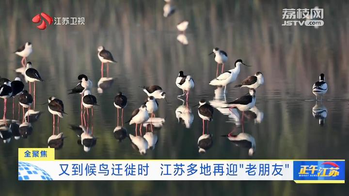 全聚焦│又到候鸟迁徙时 江苏多地再迎“老朋友”_我苏网