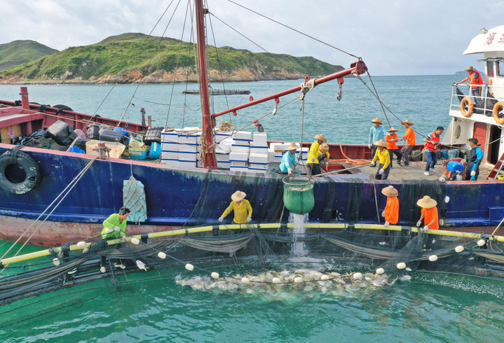 渔民在大镬岛深海网箱养殖基地捕捞“过冬鱼” 李向东 摄