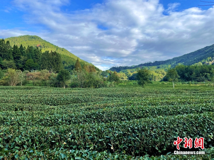 图为燕子窠生态茶园。中新网记者 袁秀月 摄