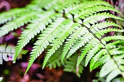 【科技前沿】江西发现植物新物种