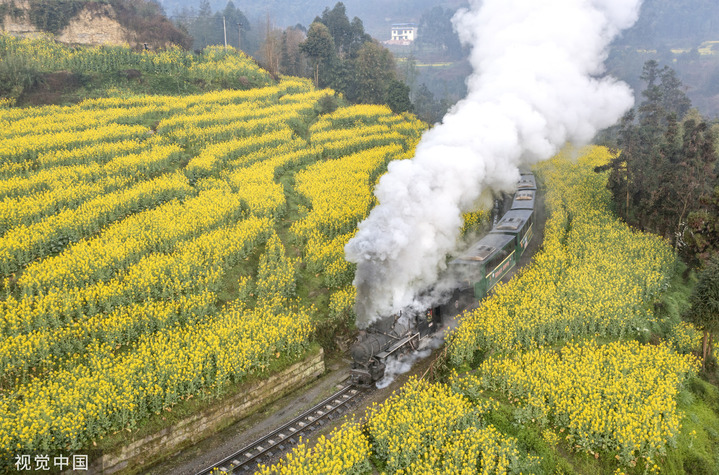2023年3月5日，四川乐山犍为县，在花海中穿行的嘉阳小火车迎来旅游旺季，吸引众多游客慕名前来乘坐这列开往春天的“小火车”。
