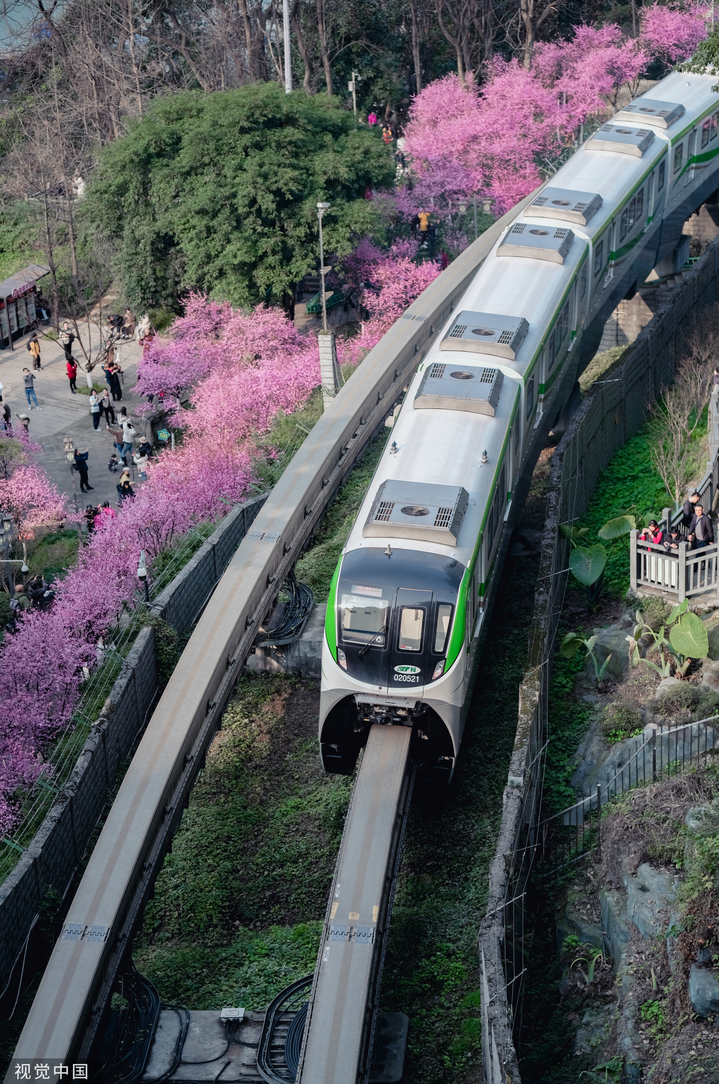 2023年2月24日，重庆，佛图关公园梅花绽放，轨道交通2号线列车花间行驶。
