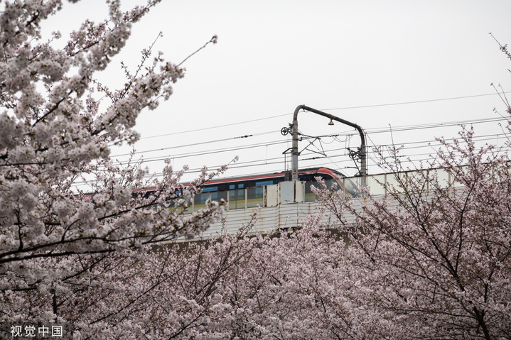 2023年3月22日，上海虹口区主球场站外大片染井吉野樱花开正盛，一列地铁3号线列车在远处驶过，在粉白花朵掩映下好似是“开往春天的列车”。
