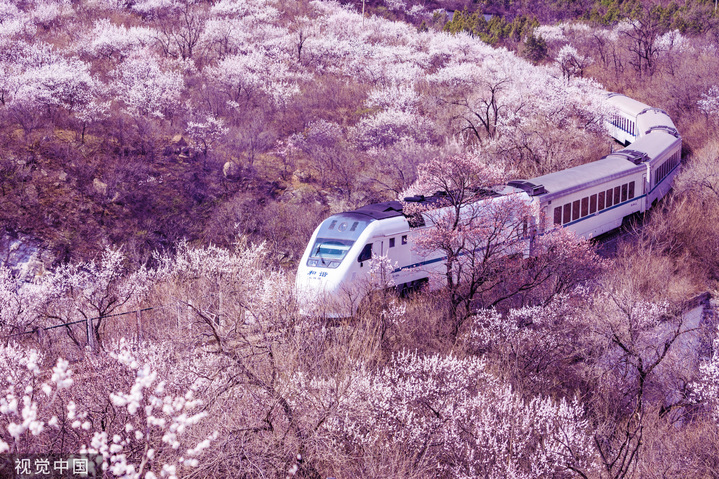 2019年3月29日，北京天气渐暖山花盛开，居庸关花海观春天的列车驶过。来源：视觉中国 编辑/许婷

