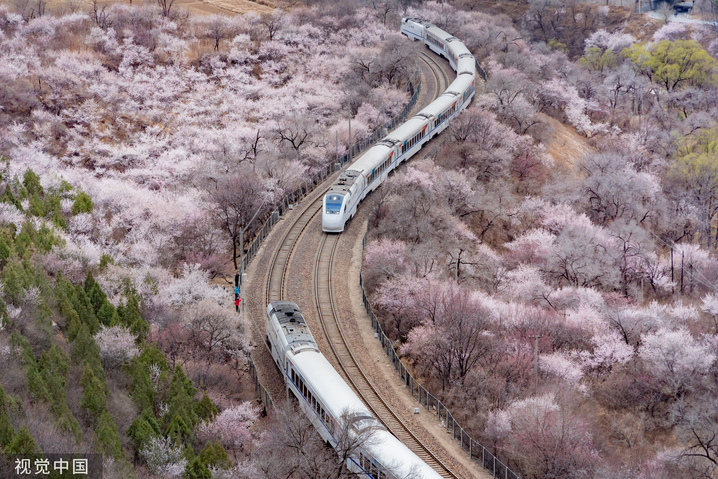 2023年3月23日，北京，居庸关长城桃花海，市郊铁路S2线的和谐号动车组列车在花海中穿行。
