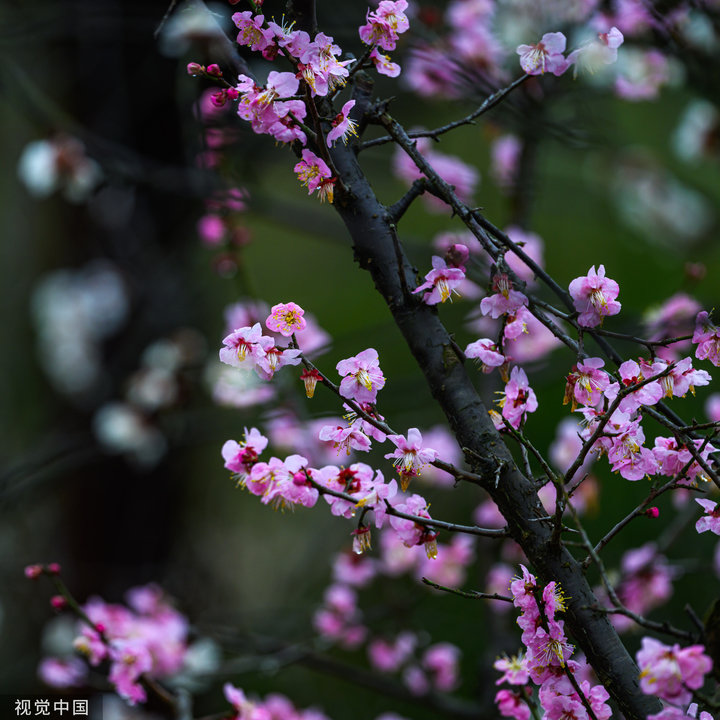 2024年2月20日，南京中山陵风景区梅花山，第一波早梅已盛开。
