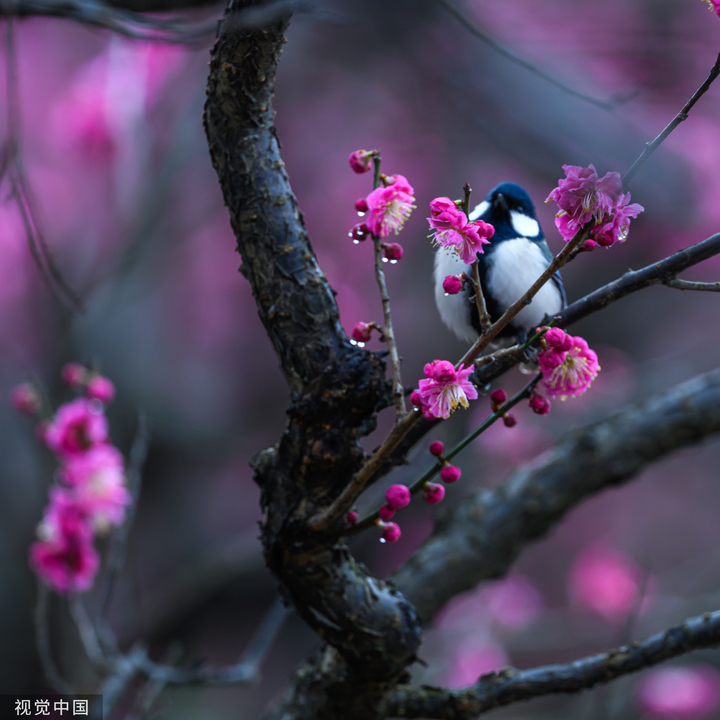 2024年2月20日，南京中山陵风景区梅花山，第一波早梅已盛开。
