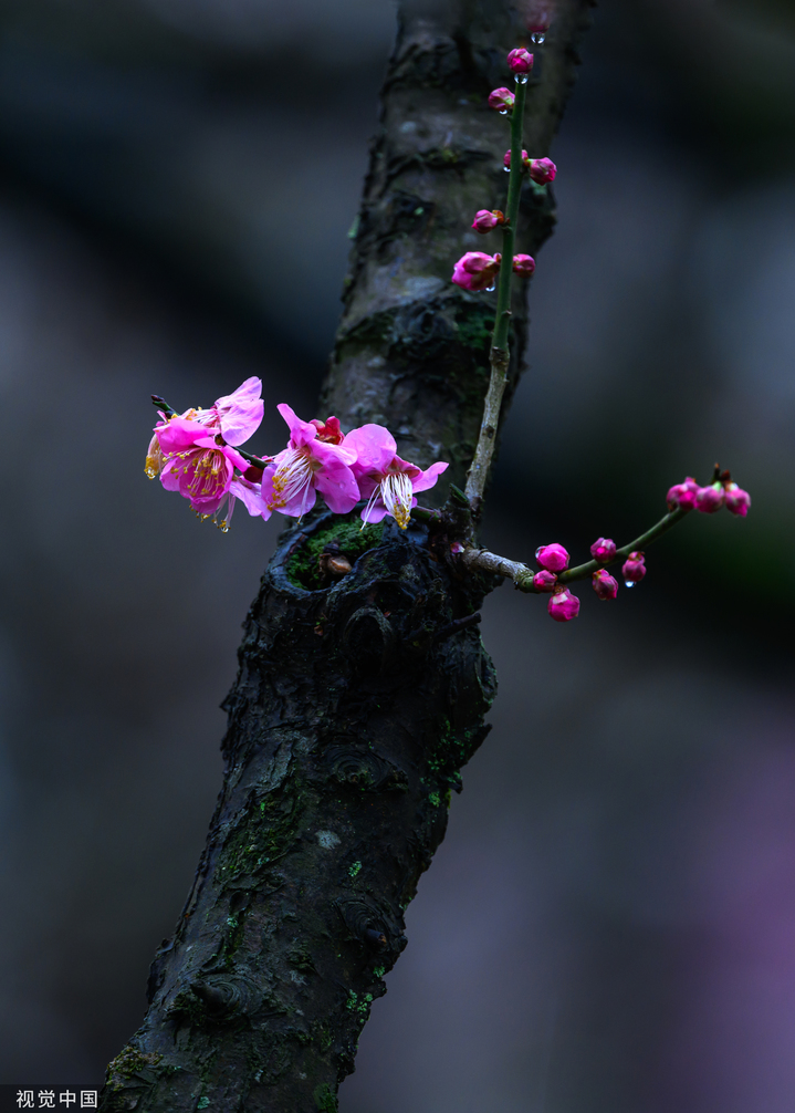 2024年2月20日，南京中山陵风景区梅花山，第一波早梅已盛开。来源：视觉中国 编辑/许婷