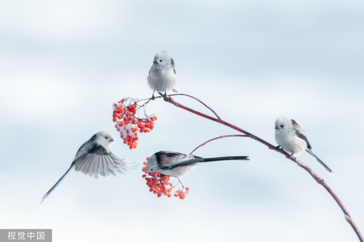 2024年2月19日，黑龙江大庆市城市森林公园，北长尾山雀在寒冷的冰雪中觅食嬉戏。来源：池世永/视觉中国 编辑/许婷
