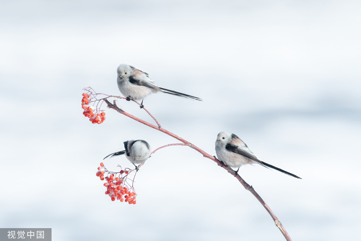 2024年2月19日，黑龙江大庆市城市森林公园，北长尾山雀在寒冷的冰雪中觅食嬉戏。
