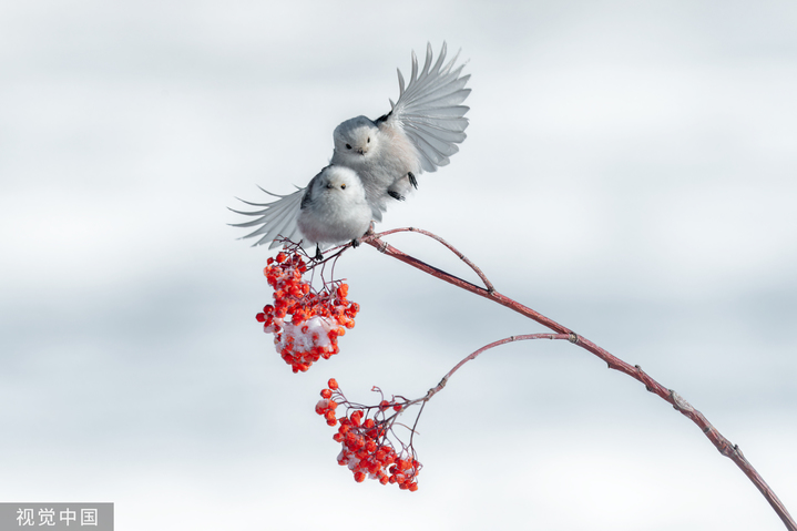 2024年2月19日，黑龙江大庆市城市森林公园，北长尾山雀在寒冷的冰雪中觅食嬉戏。
