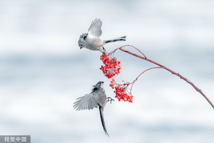 2024年2月19日，黑龙江大庆市城市森林公园，北长尾山雀在寒冷的冰雪中觅食嬉戏。
