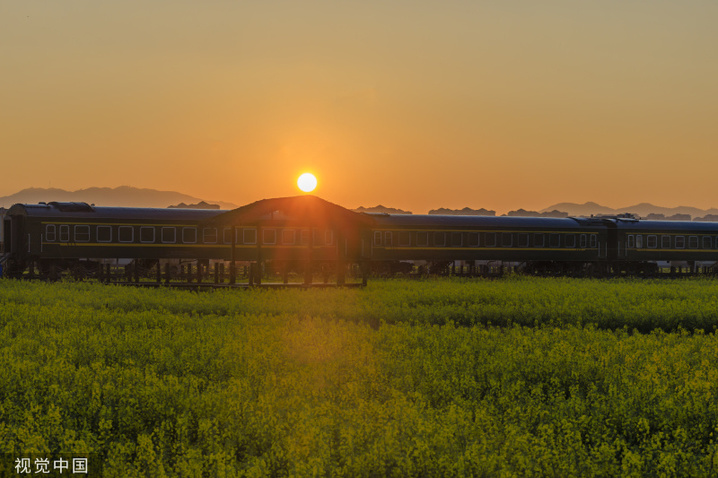 2024年2月27日，昆明沙堤村，绿皮火车”穿行“金黄油菜花海。