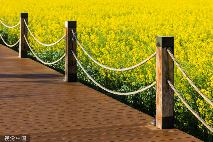 2024年2月27日，昆明沙堤村，绿皮火车”穿行“金黄油菜花海。