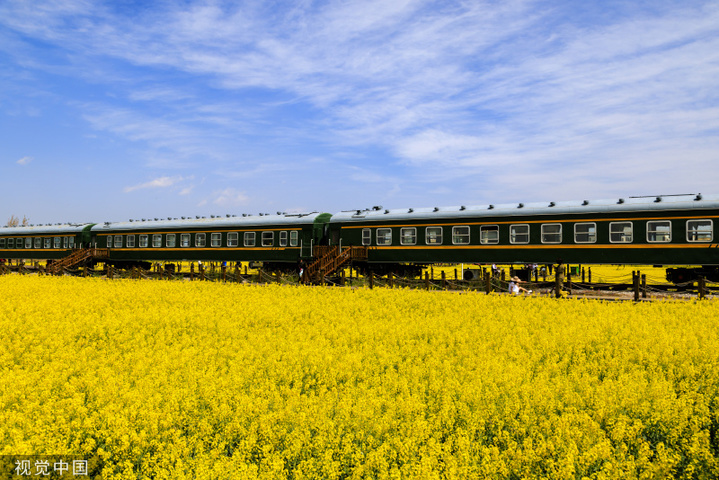 2024年2月27日，昆明沙堤村，绿皮火车”穿行“金黄油菜花海。