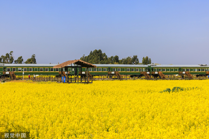 2024年2月27日，昆明沙堤村，绿皮火车”穿行“金黄油菜花海。