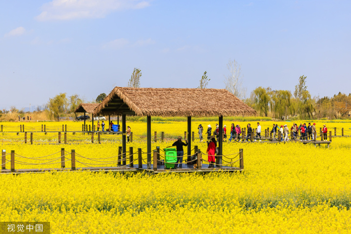 2024年2月27日，昆明沙堤村，绿皮火车”穿行“金黄油菜花海。