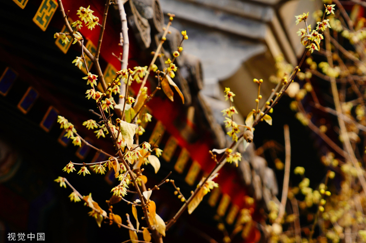 2024年2月27日，北京，北海公园静憩轩蜡梅娇艳绽放，嫩黄色的花朵傲立在枝头，让人感到勃勃生机。
