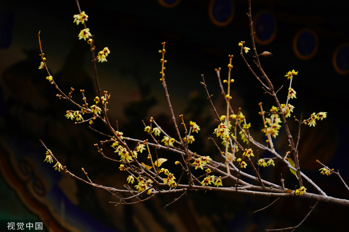 2024年2月27日，北京，北海公园静憩轩蜡梅娇艳绽放，嫩黄色的花朵傲立在枝头，让人感到勃勃生机。来源：宋家儒/视觉中国 编辑/许婷

